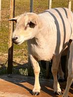 Ram, Dieren en Toebehoren, Schapen, Geiten en Varkens, Mannelijk, Schaap, 6 jaar of ouder