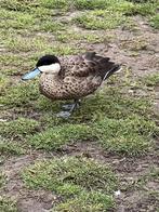 punataling @ paradijshof, Dieren en Toebehoren, Pluimvee, Vrouwelijk, Eend