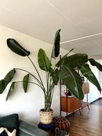 Strelitzia Nicolai incl. gevlochten pot, Ophalen, 200 cm of meer, Overige soorten, Halfschaduw