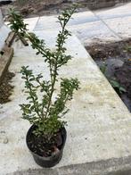 Ilex crenata ‘dark green ‘ in pot, Jardin & Terrasse, Plantes | Arbustes & Haies, Enlèvement ou Envoi