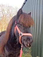 Grote maat BRAVE shetlander ruin 2,5 jaar, Hongre, Poney de récréation, Poney A (jusqu'à 1.17 m), 3 à 6 ans