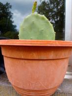 Vijgcactussen, Tuin en Terras, Ophalen, Vaste plant