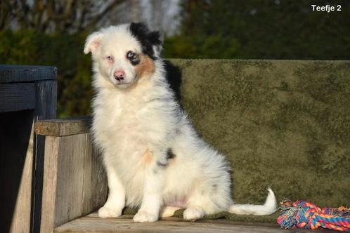 Blue Merle Tricolor Border Collie pup, Dieren en Toebehoren, Honden | Herdershonden en Veedrijvers, Meerdere dieren, Collie, Fokker | Professioneel