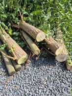 Gratis boomstammen, Tuin en Terras, Brandhout, Ophalen