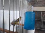 Tarin, Ophalen, Vogels