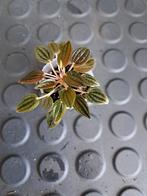 Peperomia rosso nr 19, Ophalen
