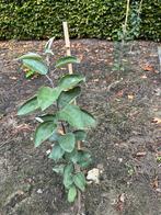 Deal!! 10 Appelbomen, Tuin en Terras, Planten | Fruitbomen, Minder dan 100 cm, Lente, Verzenden, Volle zon