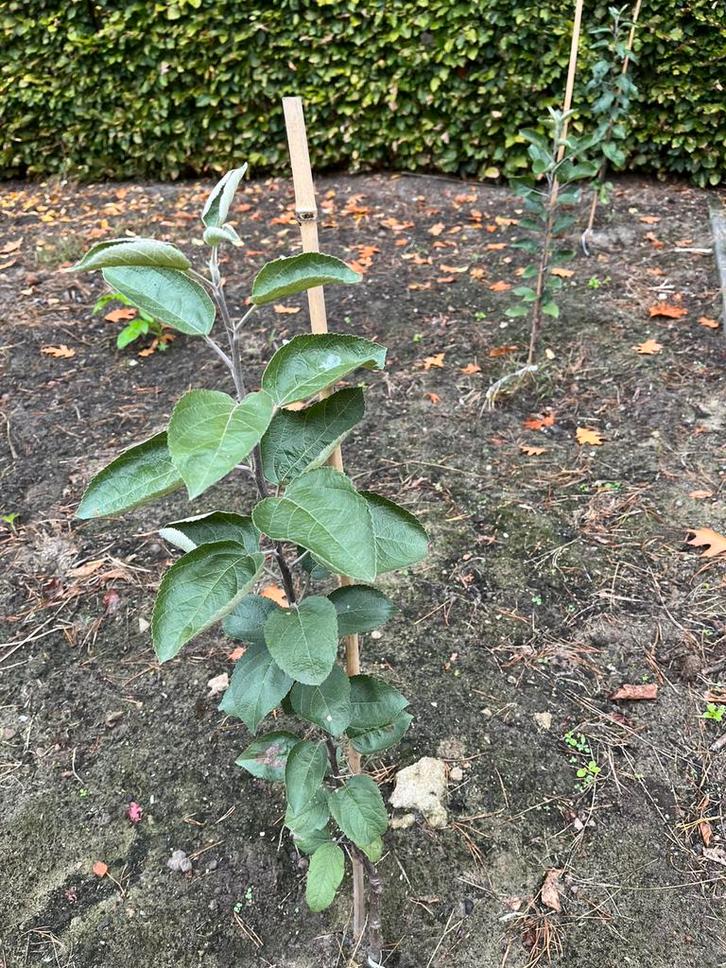 Offre ! 10 pommiers, Jardin & Terrasse, Plantes | Arbres fruitiers, Pommier, Moins de 100 cm, Plein soleil, Printemps, Envoi