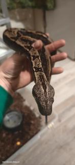 0.1 Boa imperator 2024., Dieren en Toebehoren, Slang, Tam, 0 tot 2 jaar