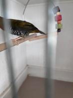 Groene druppel astrilde man, Dieren en Toebehoren, Vogels | Overige Vogels, Mannelijk, Tropenvogel, Geringd