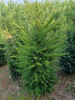 Taxus, Ophalen, Taxus