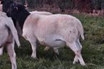 Dorper ram, Dieren en Toebehoren, Schapen, Geiten en Varkens, Mannelijk, Schaap, 0 tot 2 jaar