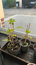 snoep tomaatjes plant. yellow, Jardin & Terrasse, Produits de culture, Enlèvement ou Envoi