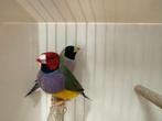 Koppel gouldamadines goulds te koop