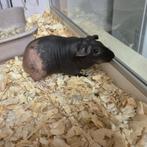 Mooi lief skinny cavia zeugje, Dieren en Toebehoren, Cavia, Februari, Vrouwelijk, Tam
