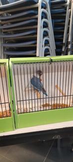 Personatas, Dieren en Toebehoren, Ophalen of Verzenden