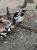 Mannelijke loopeenden en koppels rouen eenden, Mâle, Canard