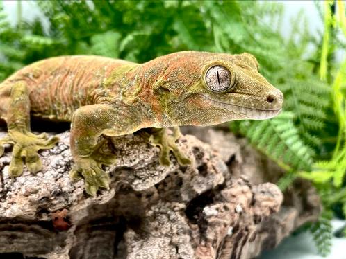 Knappe bewezen kweekman, Dieren en Toebehoren, Reptielen en Amfibieën