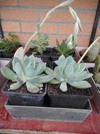 planten, Tuin en Terras, Overige soorten, Volle zon, Vaste plant, Ophalen of Verzenden