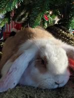 Zuiver Frans hangoor konijnen - 2 rammetjes, Dieren en Toebehoren, Hangoor