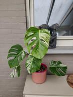 Monstera variegata, Huis en Inrichting, Kamerplanten, Groene kamerplant, Ophalen, In pot, Halfschaduw