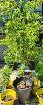 🩵🩵🩵  GRANAATAPPEL  BOOM  2.30 M  HOOG, Ophalen, Overige soorten, Volle zon, In pot