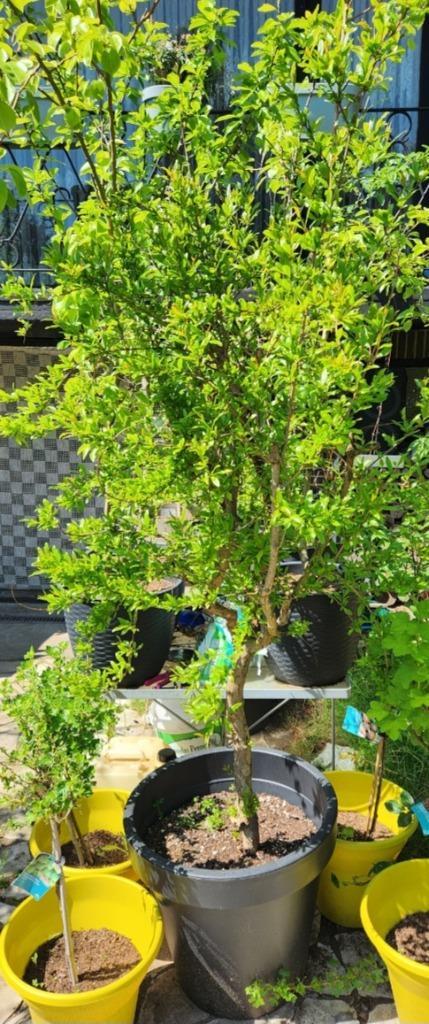🩵🩵🩵  GRANAATAPPEL  BOOM  2.30 M  HOOG, Tuin en Terras, Planten | Fruitbomen, Overige soorten, 100 tot 250 cm, Volle zon, Zomer