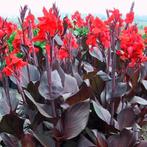 Canna knollen : 5 euro per kist van 20 knollen, Tuin en Terras, Bloembollen en Zaden, Ophalen, Voorjaar, Volle zon, Bloembol