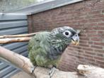 1-1 Pionus Maximiliani-papegaaien, Dieren en Toebehoren, Meerdere dieren, Papegaai, Geringd