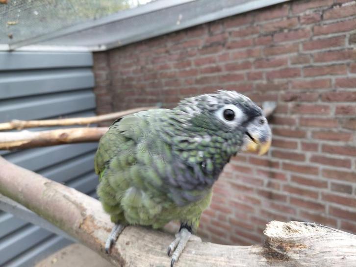 1-1 Pionus Maximiliani-papegaaien, Dieren en Toebehoren, Vogels | Parkieten en Papegaaien, Papegaai, Meerdere dieren, Geringd