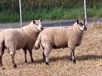 2 lammeren ram en ooi, Dieren en Toebehoren, Schapen, Geiten en Varkens