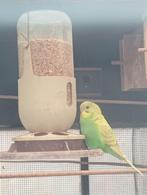 jonge parkiet, Dieren en Toebehoren, Vogels | Parkieten en Papegaaien, Parkiet