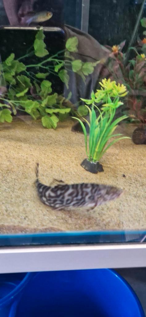 Super mooie mamer botia, Dieren en Toebehoren, Vissen | Aquariumvissen, Vis