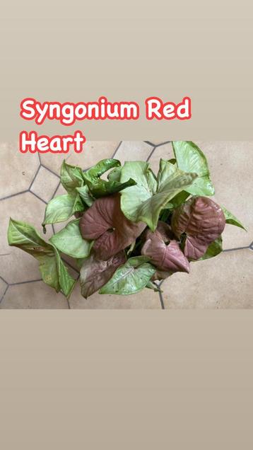 Syngonium Red Heart