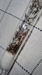 Aphaenogaster gibossa 1q 50-70w | mieren ants mierenkolonie, Dieren en Toebehoren, Insecten en Spinnen, Mieren