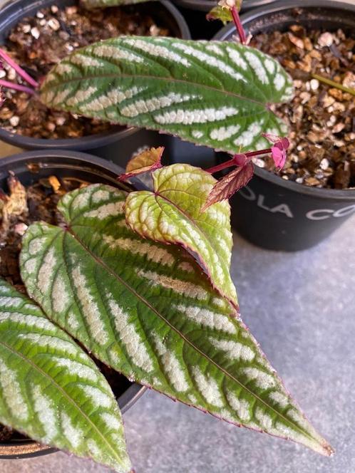 Cissus discolor, Huis en Inrichting, Kamerplanten, Overige soorten, Minder dan 100 cm, Groene kamerplant, Halfschaduw, In pot