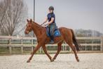 Ervaren vosse merrie, Dieren en Toebehoren, Paarden, Merrie