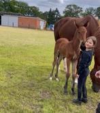 Halve stal gezocht B of C pony, Dieren en Toebehoren, Paarden, B