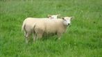 schapen, Dieren en Toebehoren, Schapen, Geiten en Varkens, Mannelijk, Schaap