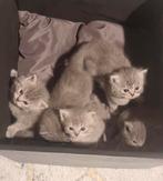 Britse korthaar kittens, Animaux & Accessoires, Accessoires pour chats, Enlèvement, Neuf