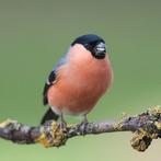 europese goudvink, Mannelijk, Wildzangvogel, Geringd