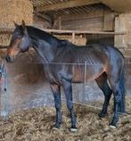 Gelding 8yr, Dieren en Toebehoren, Paarden, Springpaard, Gechipt, Ruin, M