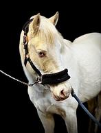 4 jarige NRPS cremello pony, Merrie, B, Gechipt, Springpony