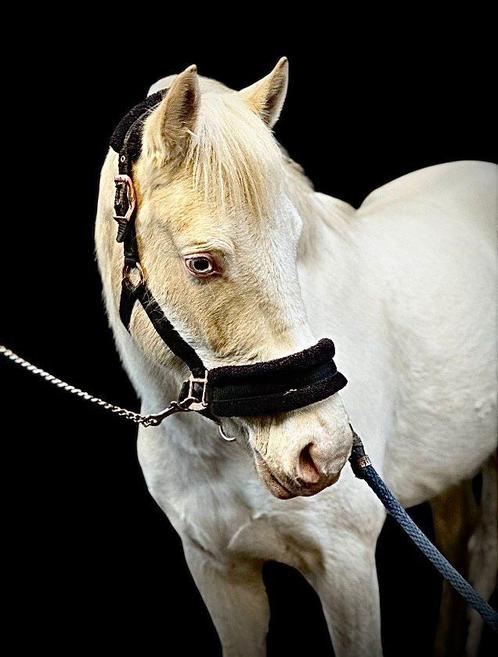 4 jarige NRPS cremello pony, Dieren en Toebehoren, Pony's, Merrie, B, C pony (1.27m tot 1.37m), Springpony, 3 tot 6 jaar, Met stamboom