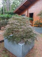 japanse esdoorn, Ophalen