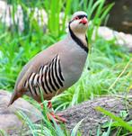 Chukar patrijzen, Animaux & Accessoires, Oiseaux | Oiseaux Autre, Plusieurs animaux, Bagué