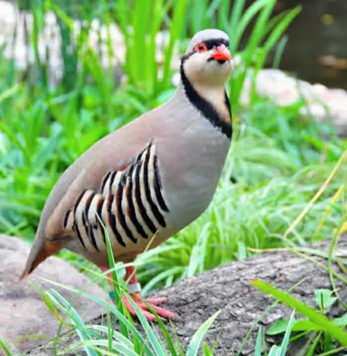 Chukar patrijzen, Dieren en Toebehoren, Vogels | Overige Vogels, Meerdere dieren, Geringd