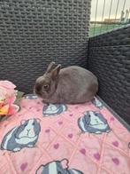 Zeer lief Mini blauw kleurdwerg voedstertje, Dieren en Toebehoren, Vrouwelijk, Dwerg, 0 tot 2 jaar