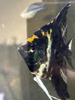 Maanvissen te koop, Dieren en Toebehoren, Vissen | Aquariumvissen, Vis, Zoetwatervis