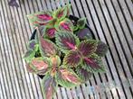 Pot met verschillende coleus / siernetels, Huis en Inrichting, Kamerplanten, Ophalen